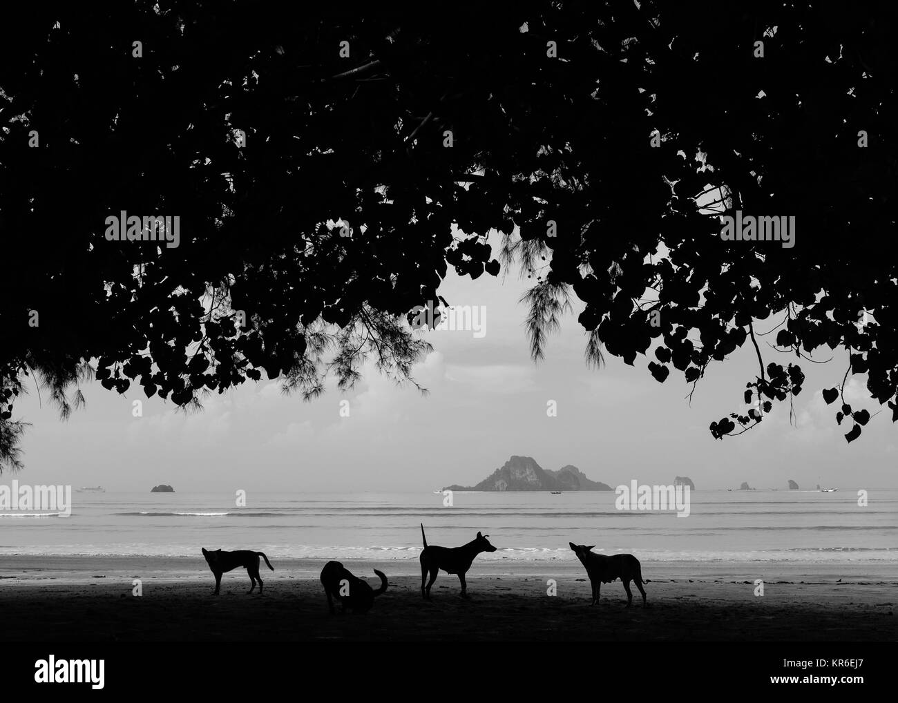 Tôt le matin dans la région de Noppharat Thara Beach à Krabi. Soi dogs (chiens sans-abri) bénéficie d'une plage tranquille. Pensant que cela regarde mieux en noir et blanc. Banque D'Images