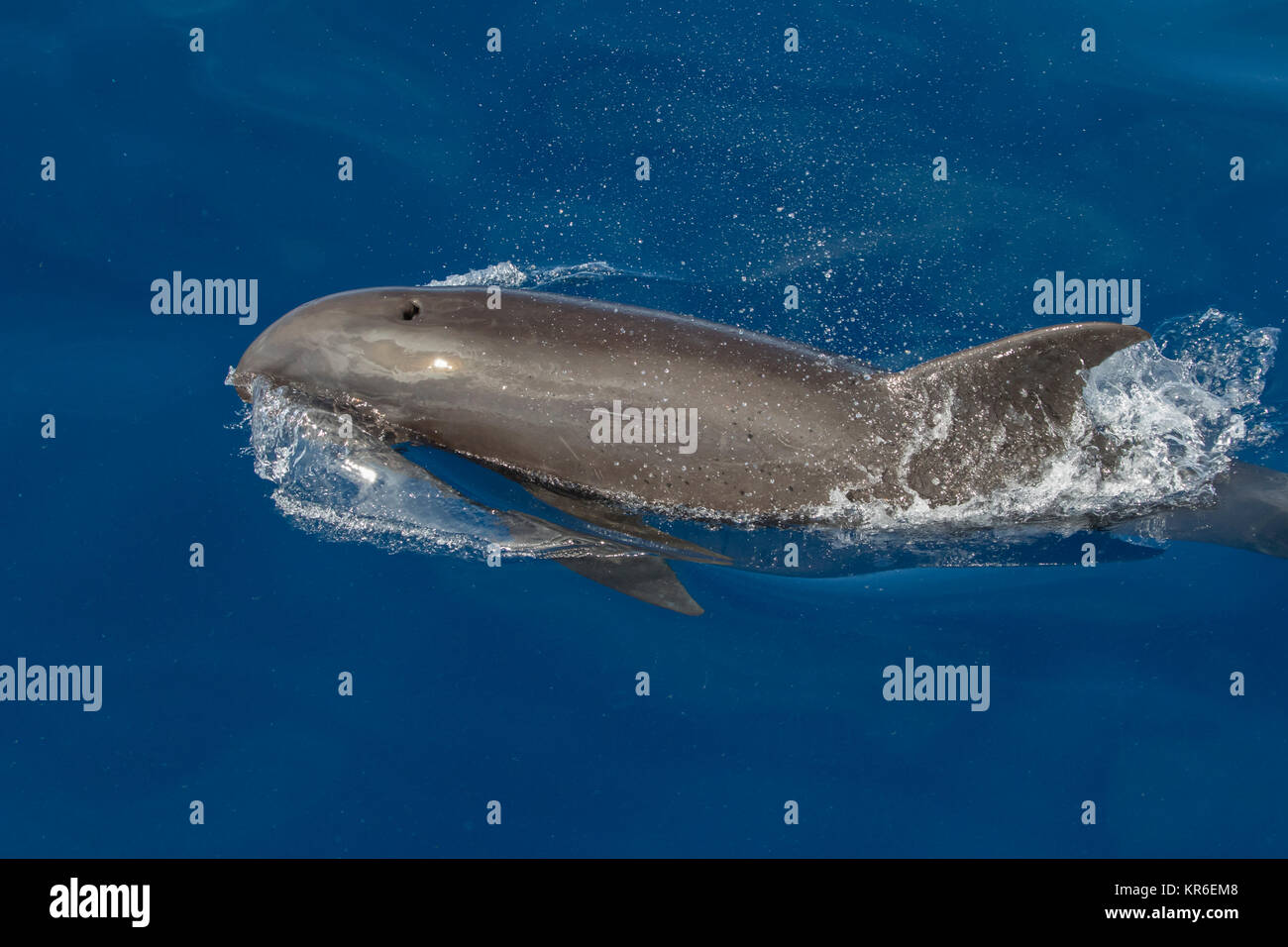 Pépanonocéphale ou Melon-dirigé Dolphin (Peponocephala electra) venant près du bateau dans un grand pod, mélangé avec du dauphin tacheté et Fraser Banque D'Images