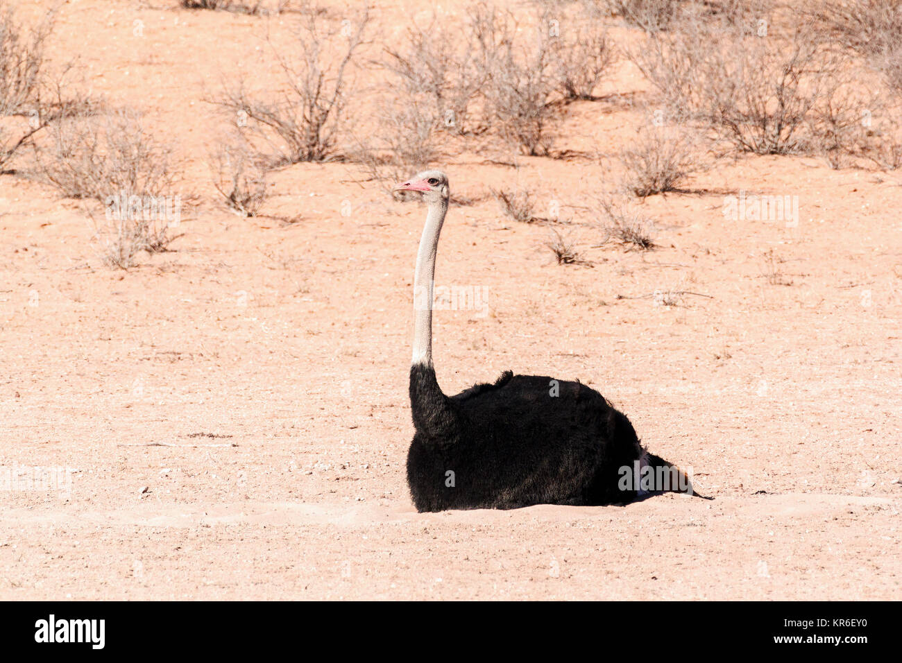 Autruches dans le parc Kgalagadi sec, Afrique du Sud Banque D'Images