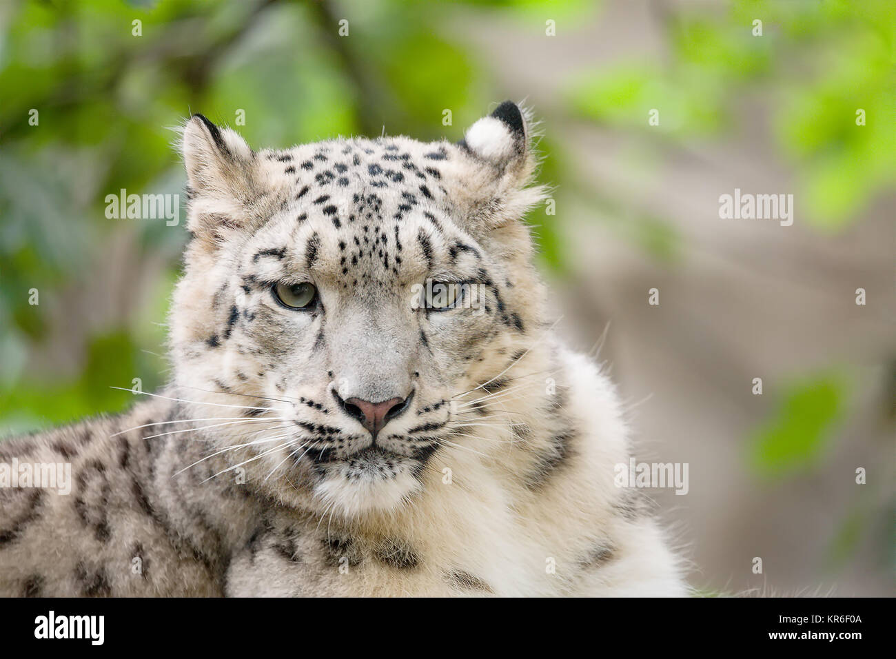 Snow Leopard, Uncia uncia Irbis Banque D'Images