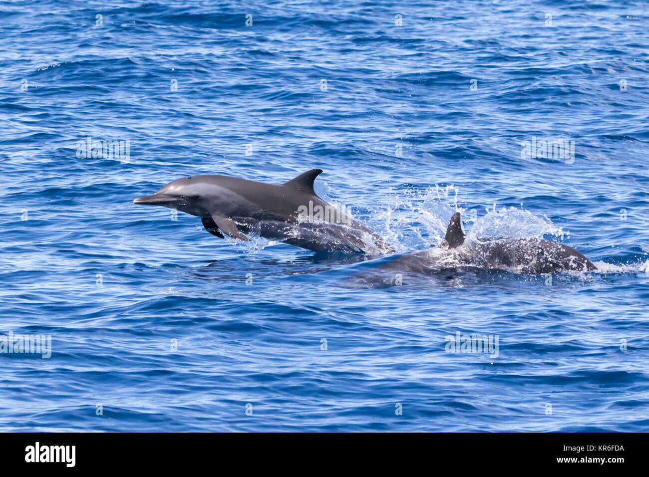 Dauphin tacheté pantropical (Stenella attenuata) sautant et socialiser près de notre bateau Banque D'Images