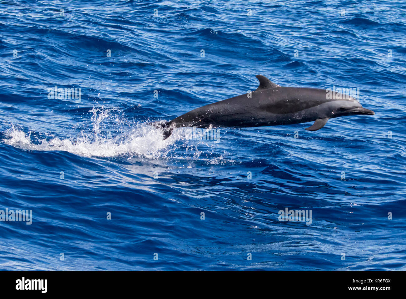 Dauphin tacheté pantropical (Stenella attenuata) sautant et socialiser près de notre bateau Banque D'Images