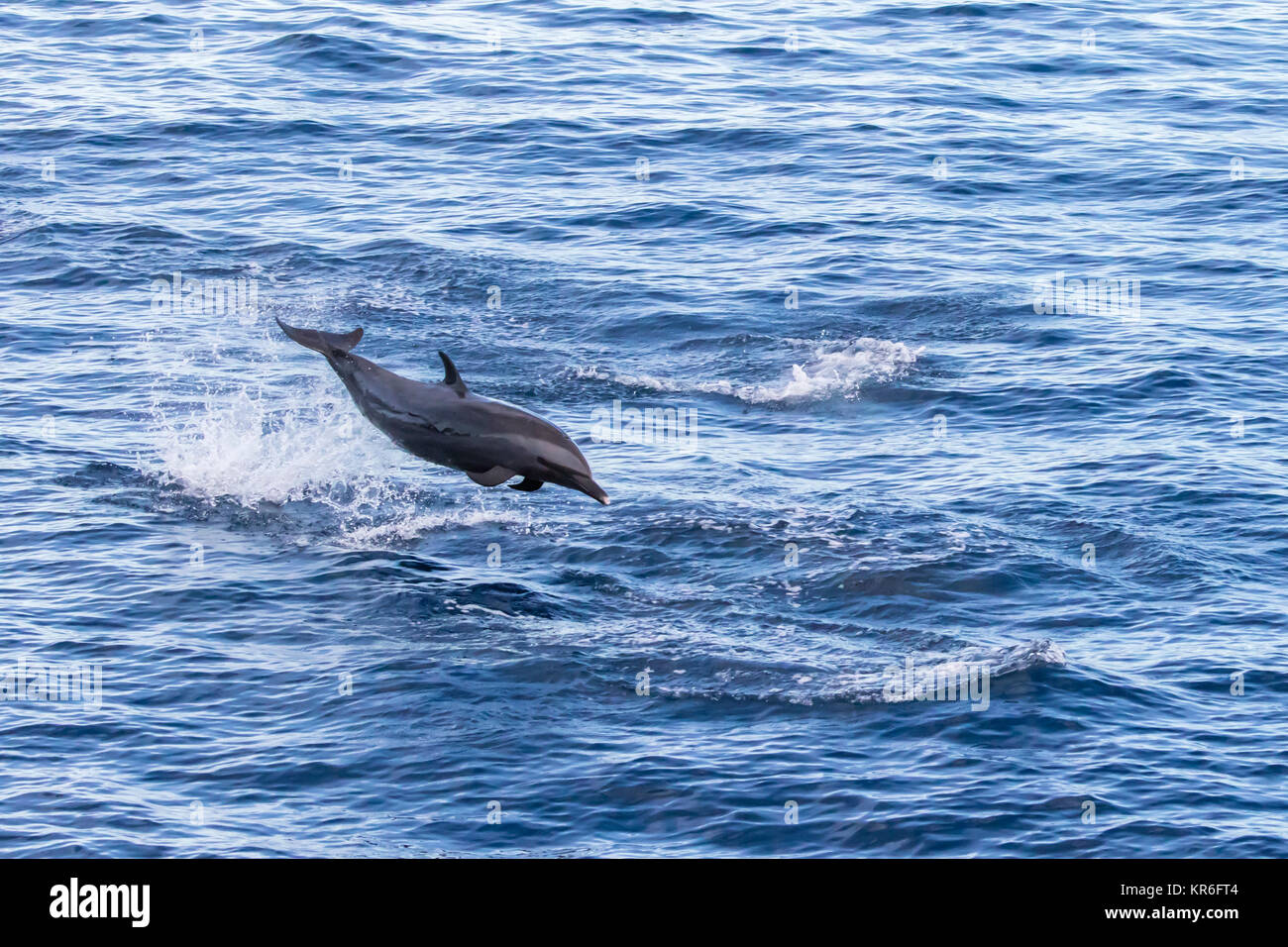 Dauphin tacheté pantropical (Stenella attenuata) sautant et socialiser près de notre bateau Banque D'Images