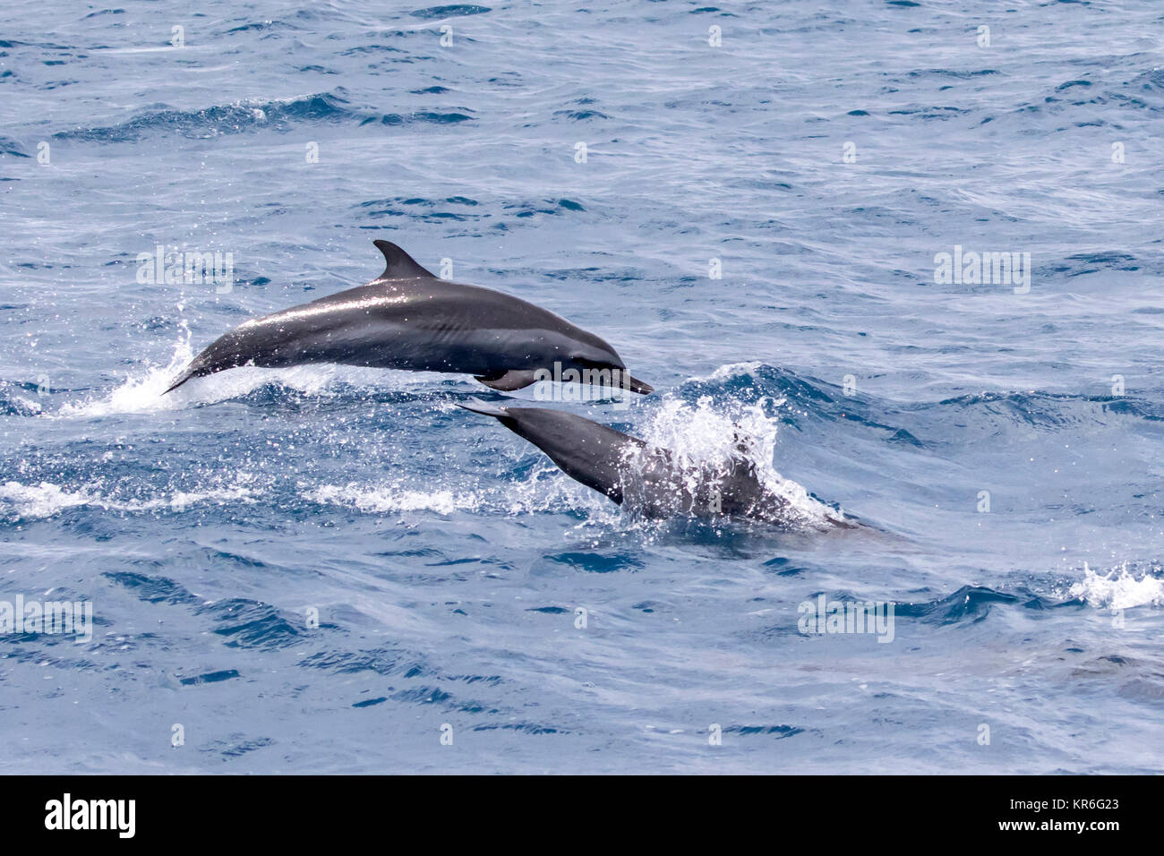 Dauphin tacheté pantropical (Stenella attenuata) sautant et socialiser près de notre bateau Banque D'Images