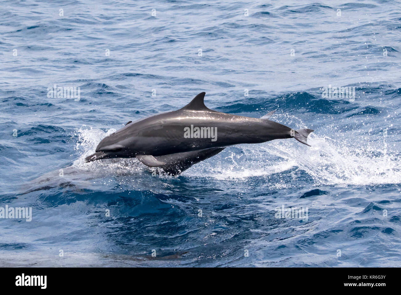 Dauphin tacheté pantropical (Stenella attenuata) sautant et socialiser près de notre bateau Banque D'Images