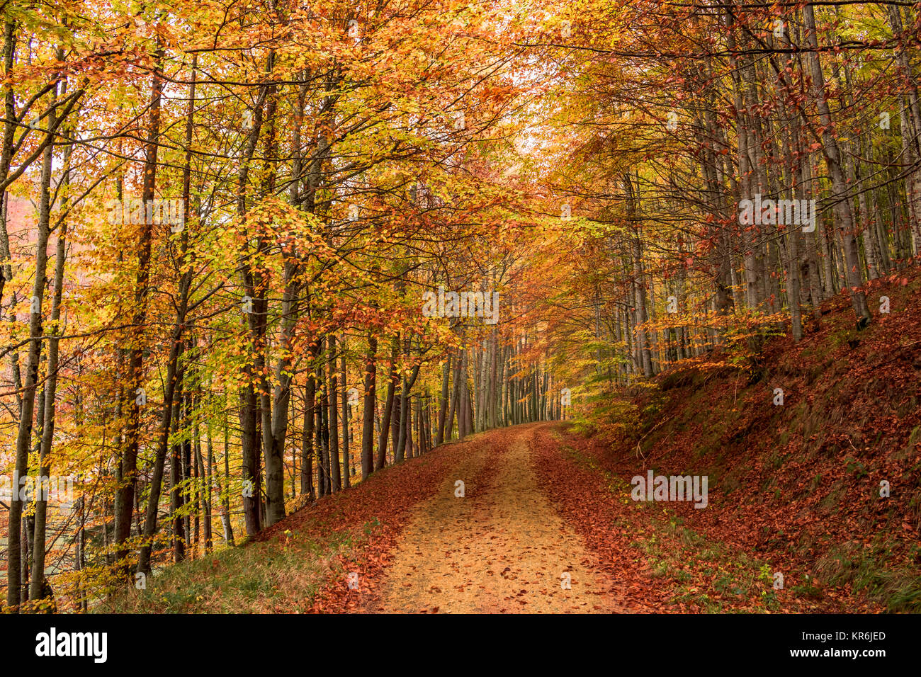 Forêt d'Irati, le chemin Banque D'Images