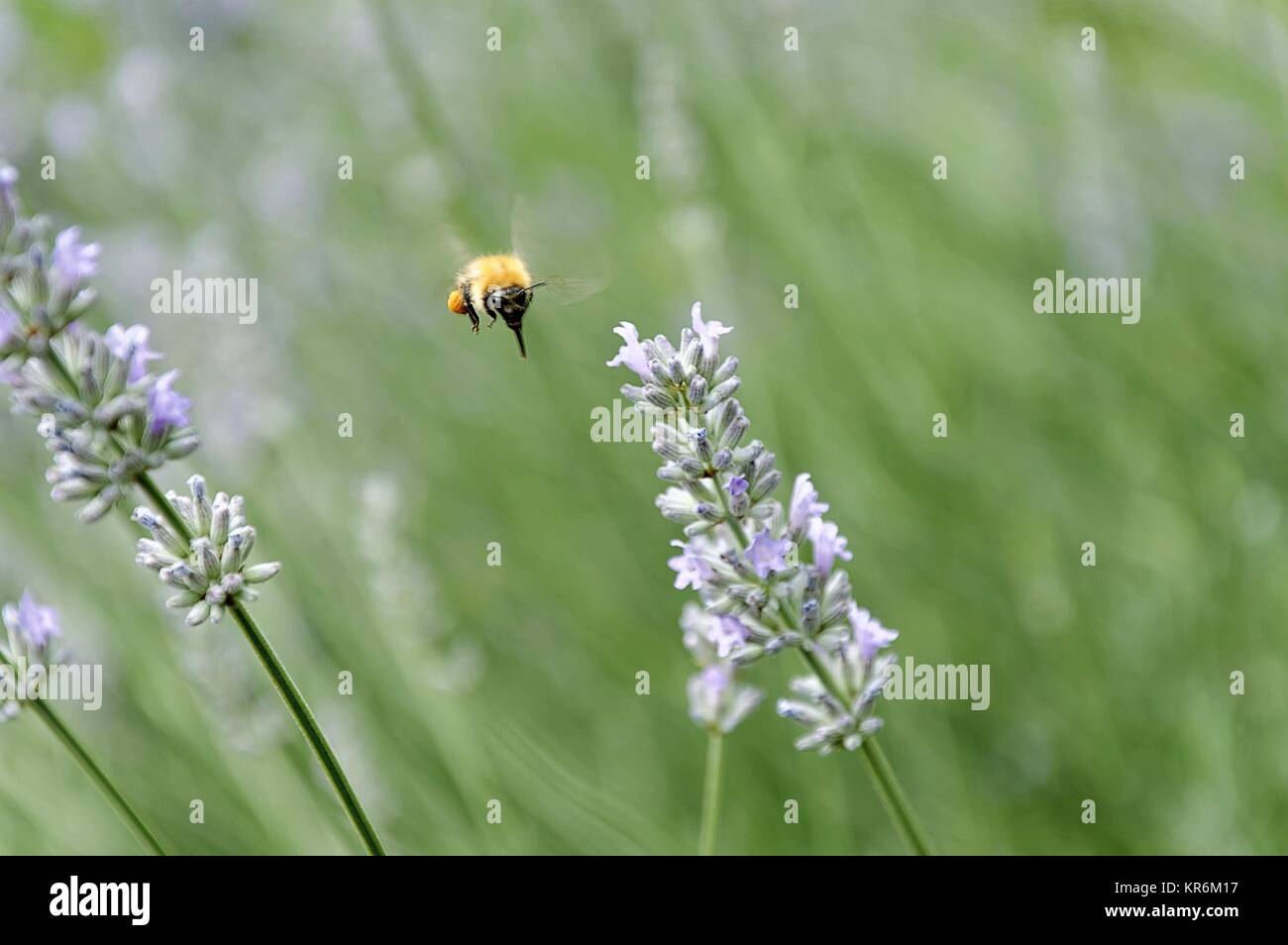 Bumblebee (genre Bombus) dans anfug lavendelblÃ¼te un Banque D'Images