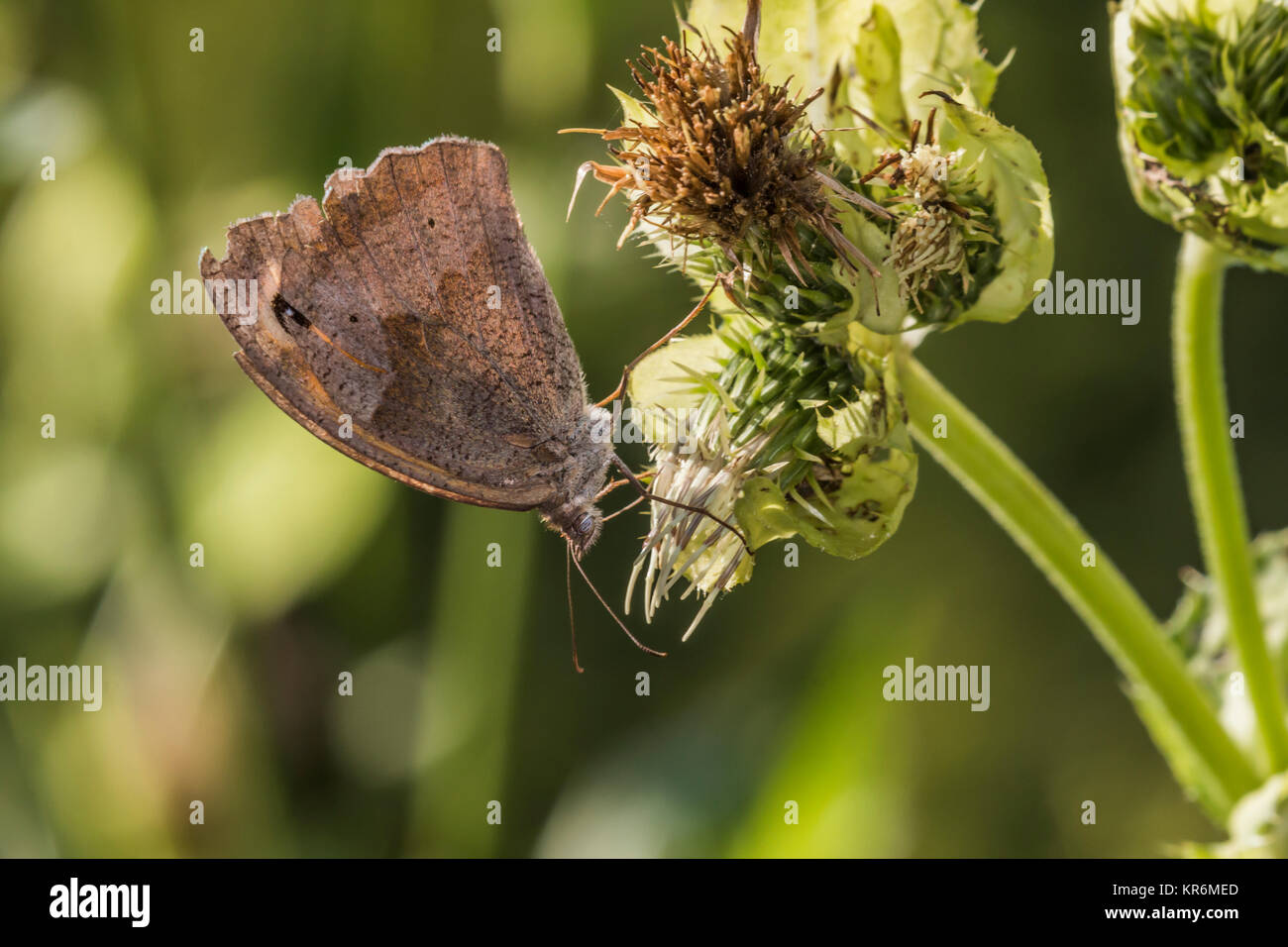 (Maniola jurtina meadow brown) Banque D'Images