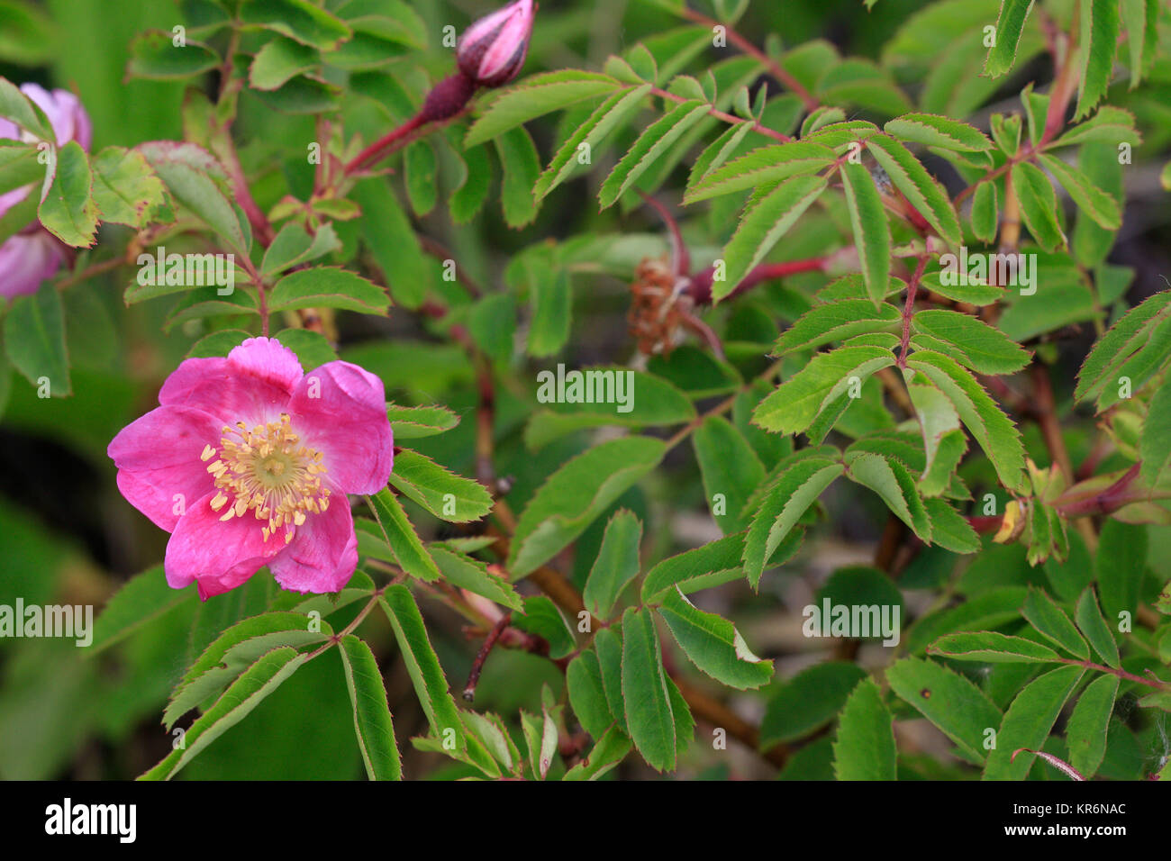 Alpine rose rosa pendulina Banque de photographies et d’images à haute ...