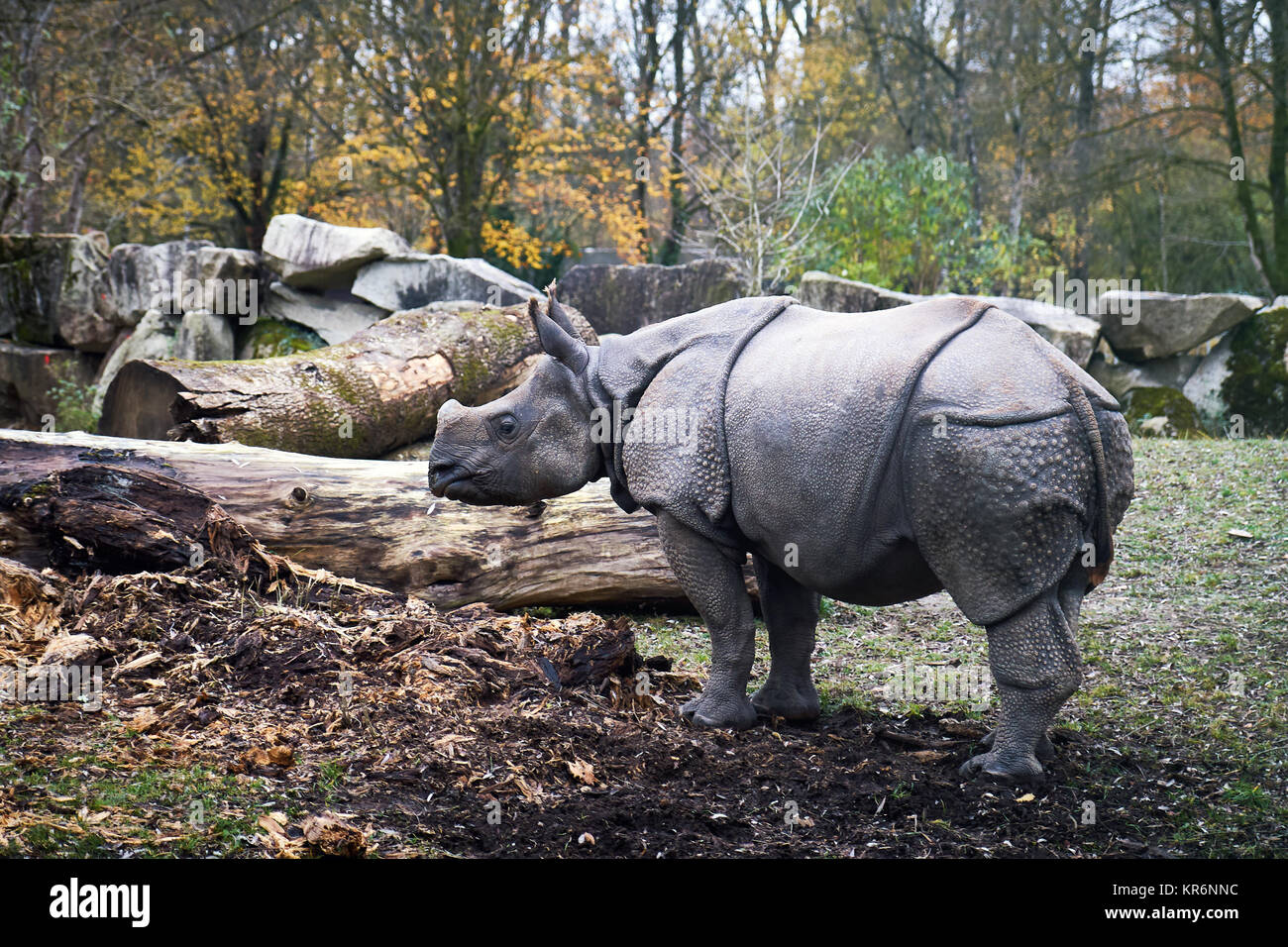 Les jeunes rhinocéros indien (Rhinoceros unicornis), également appelé le rhinocéros à une corne et rhinocéros unicorne de l'Inde Banque D'Images