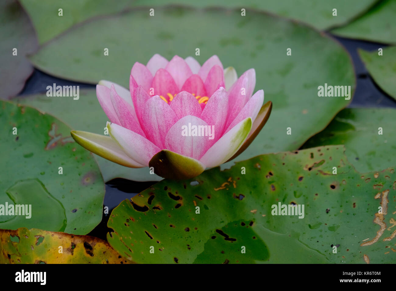 Water Lily, Nymphaea candida. Banque D'Images