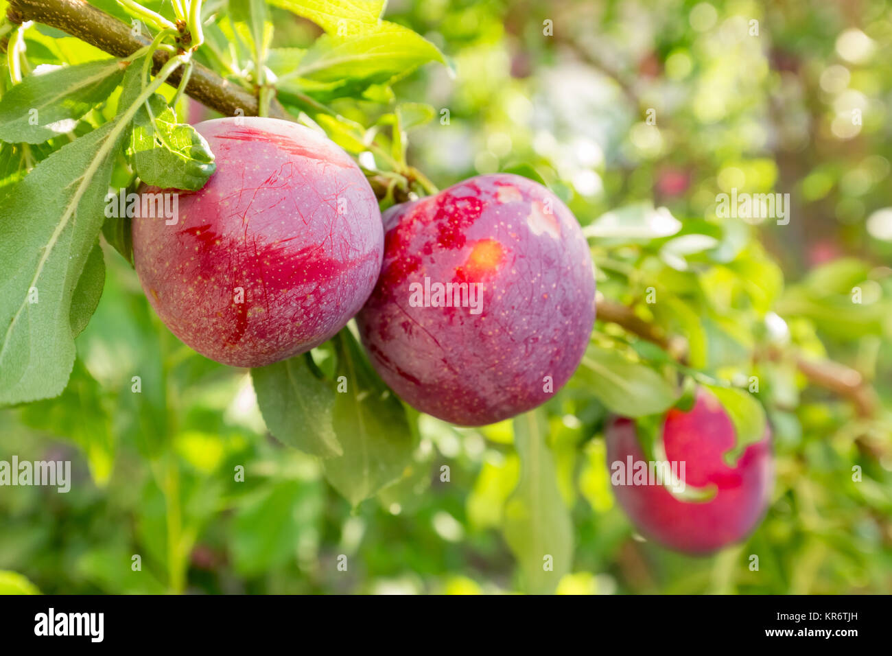 Plum Tree with fruits Banque D'Images