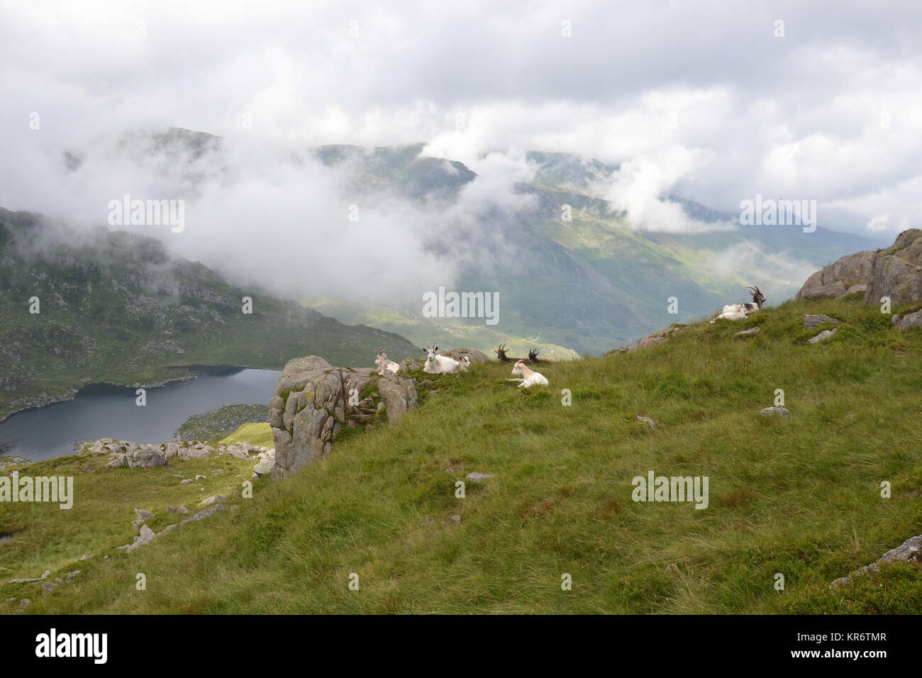 Chèvres sur une crête avec Llyn Ogwen en arrière-plan.Vue sur le lac du Mont Tryfan, Galles, Royaume-Uni Banque D'Images