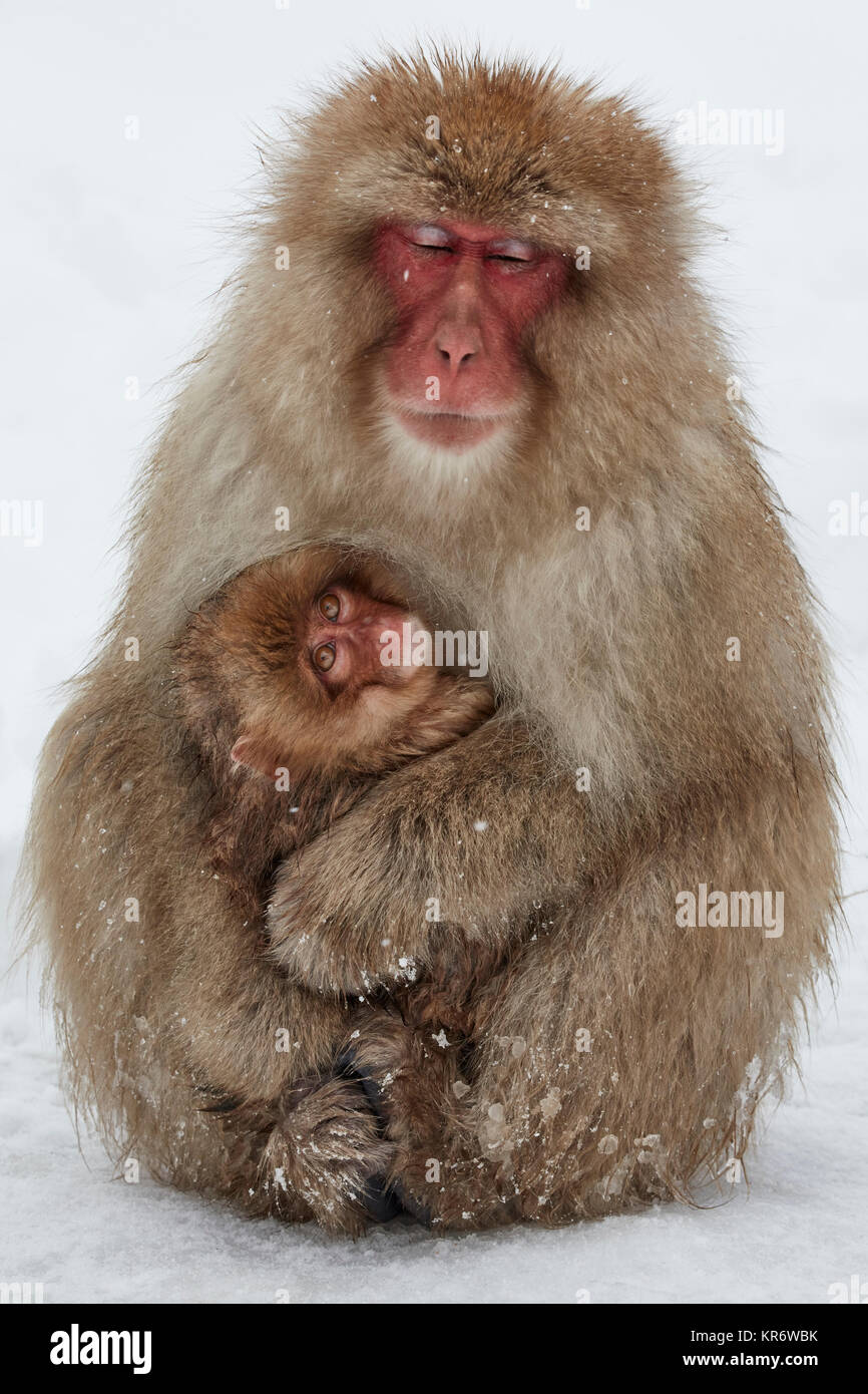 Macaque japonais (Macaca fuscata) Mère et jeune snow monkey se blottissent ensemble pour la chaleur dans la neige de l'hiver. Banque D'Images