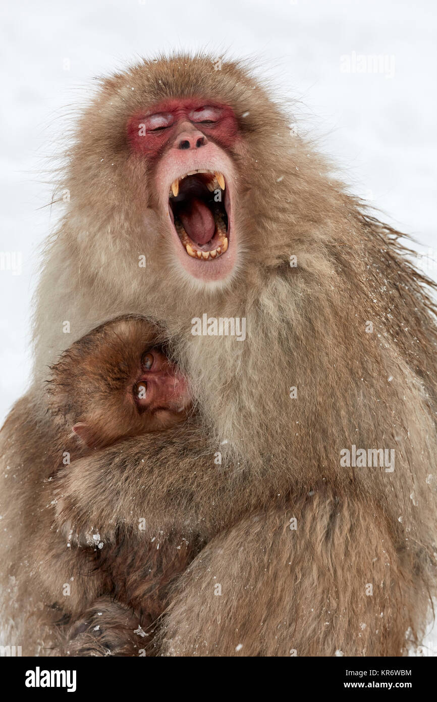 Macaque japonais (Macaca fuscata), la mère et les jeunes snow monkey se blottissent ensemble, le singe adulte avec sa bouche grande ouverte. Banque D'Images