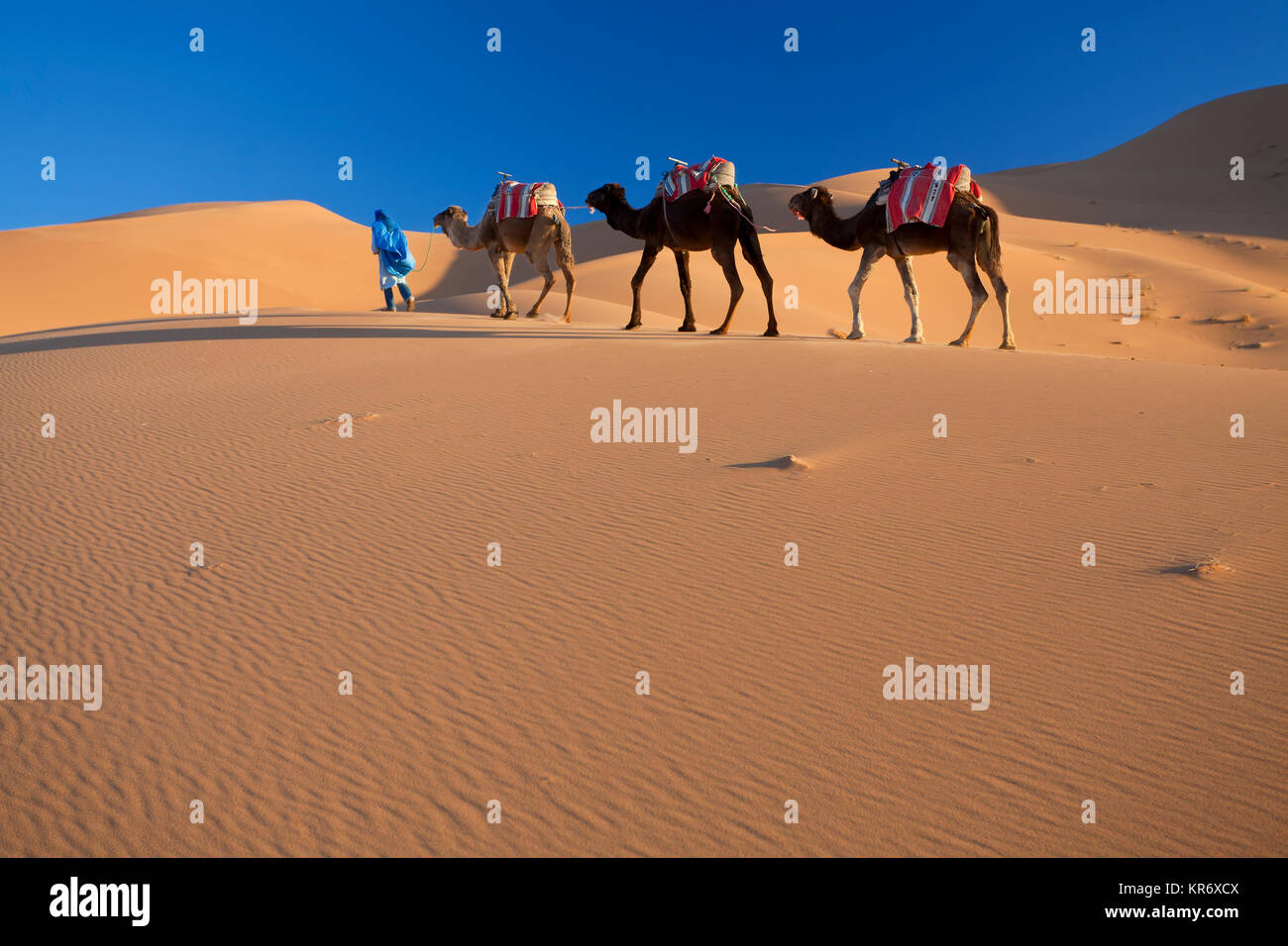 Homme touareg chameau de premier train à travers le désert du Sahara. Banque D'Images