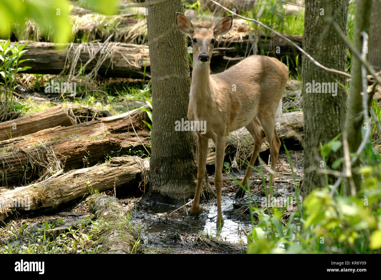 Daim d'amérique du nord Banque de photographies et d’images à haute résolution Page 2 Alamy Daim d'amérique du nord Banque de photographies et d’images à haute résolution Page 2 Alamy