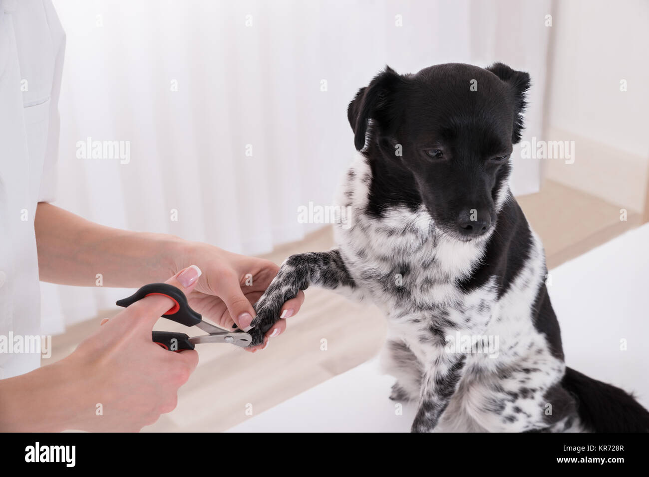 Coupe Ongles Chien Photos Coupe Ongles Chien Images Alamy