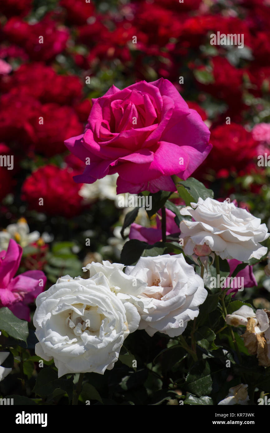 Belles fleurs roses colorées dans le fond du jardin Banque D'Images