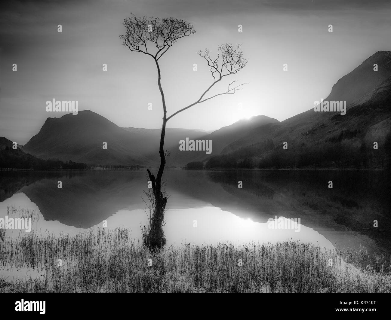 Arbre qui pousse dans le lac Banque d