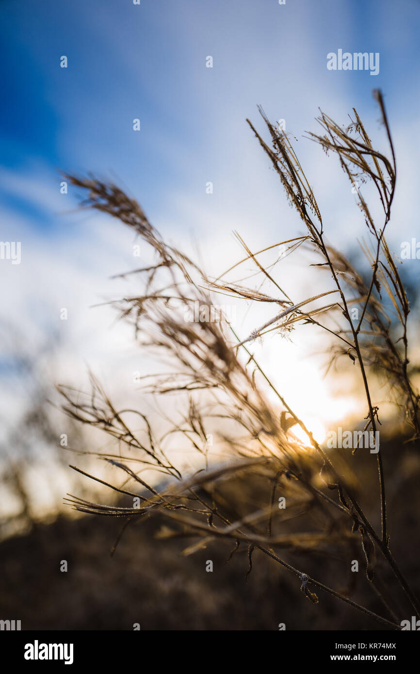 Foin d'hiver et d'herbe libre sur un contre-jour froid matin d'hiver dans le Lake District, en Angleterre. Banque D'Images