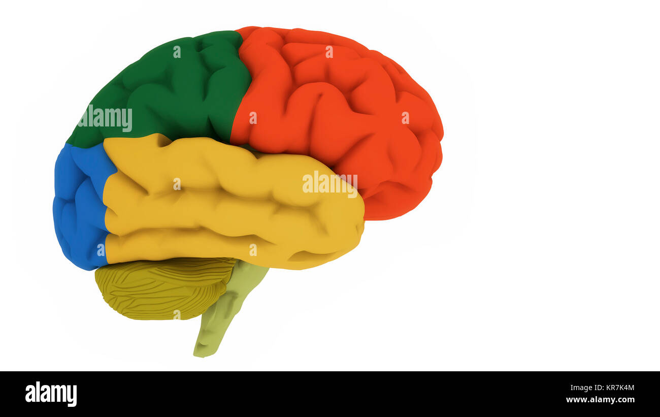 Anatomie du cerveau cortex Banque de photographies et d’images à haute