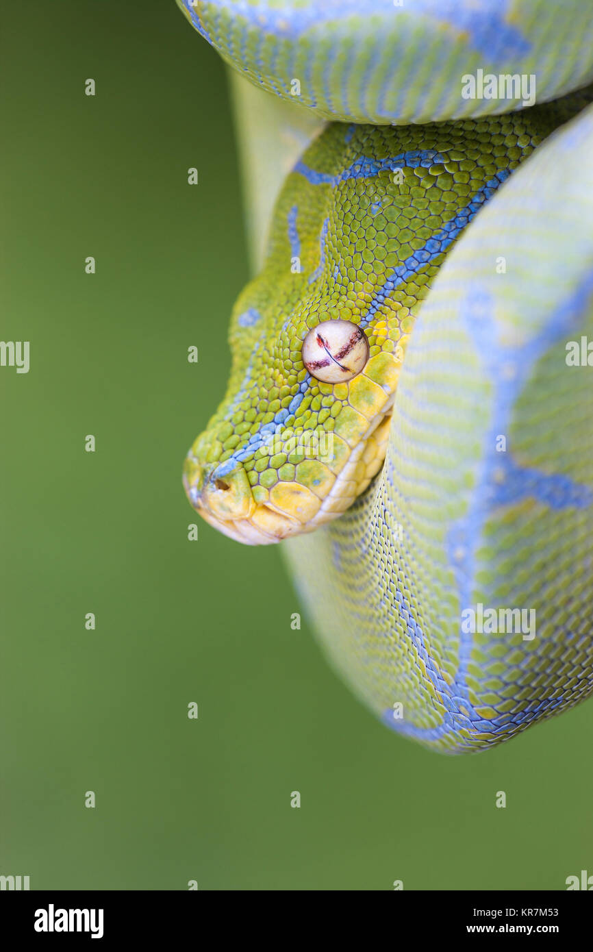 Green Tree Python (Morelia viridis) pendaison sur la branche en attente d'une proie. Banque D'Images