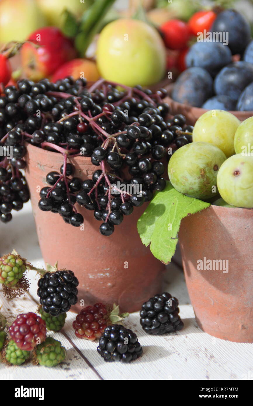 Fruits d'automne et de baies (sureau, mûres, prunelles, pommettes, et prunes vert) se nourrissaient de l'anglais les haies, affichées dans des pots d'argile, UK Banque D'Images