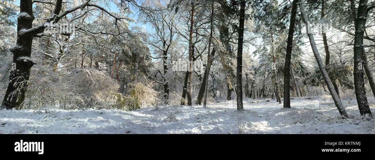 Image panoramique de la forêt d'hiver en journée ensoleillée Banque D'Images