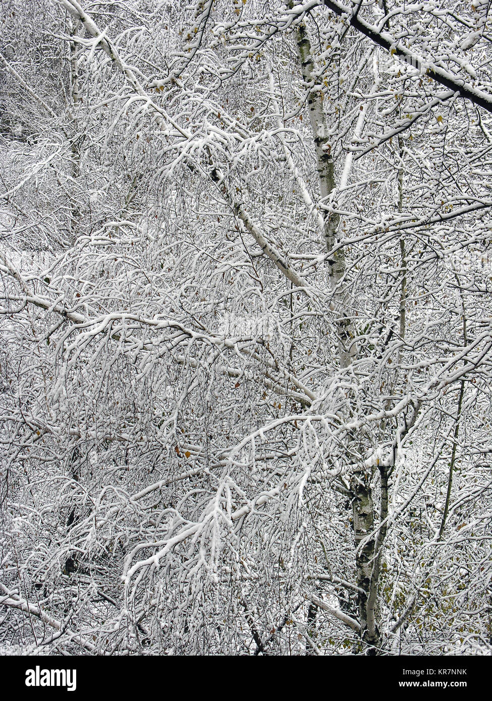 Couronné de neige bouleaux, composition verticale Banque D'Images