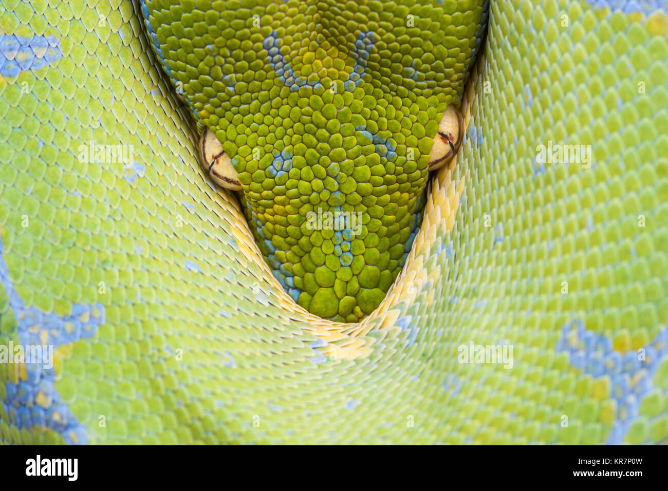 Green Tree Python (Morelia viridis) pendaison sur la branche en attente d'une proie. Semble être une pointe de la protection de ses bobines. Banque D'Images