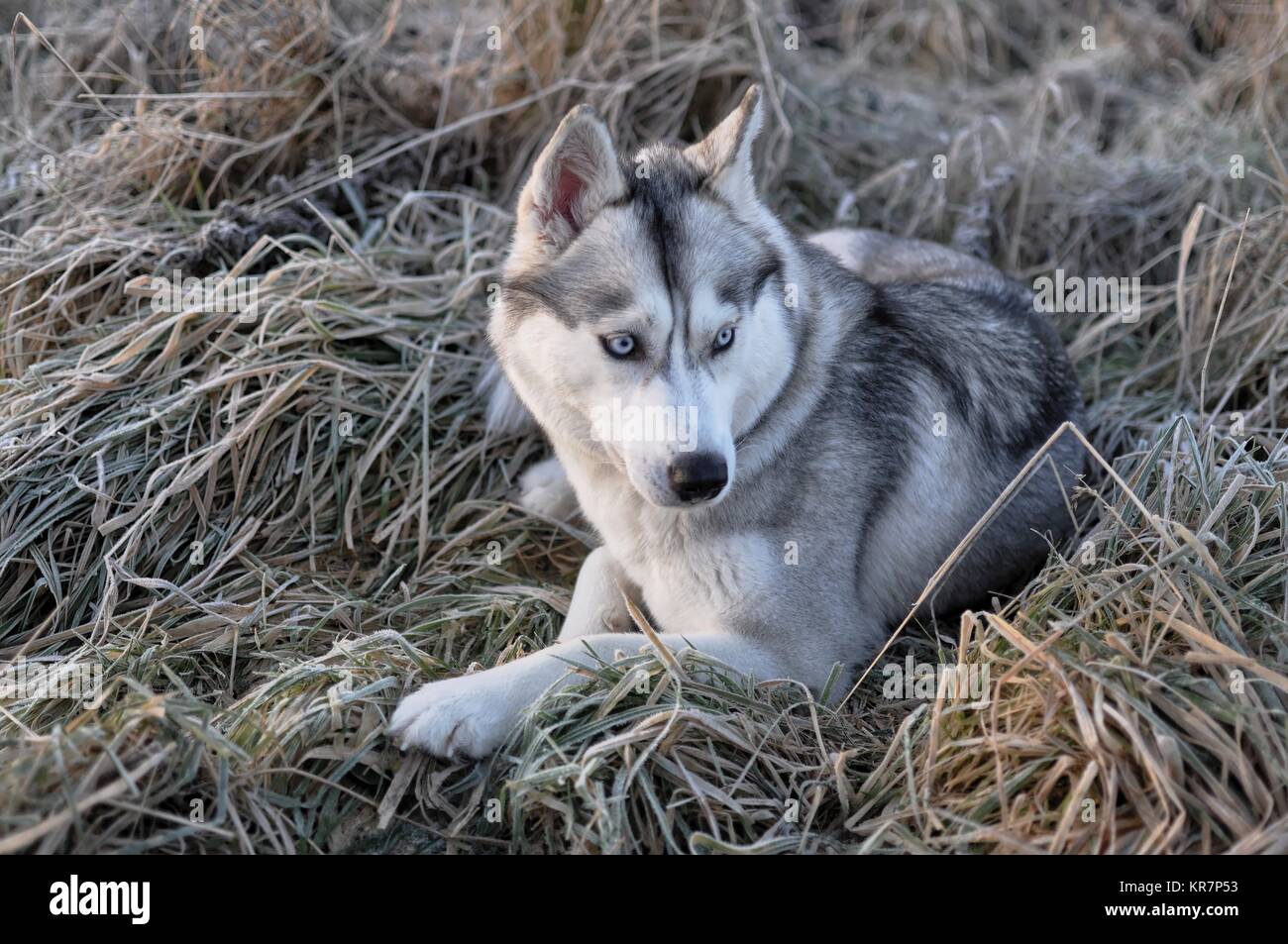 Siberian Husky Chien Loup En Herbe Gelee Ecosse Photo Stock Alamy Siberian Husky Chien Loup En Herbe Gelee Ecosse Photo Stock Alamy