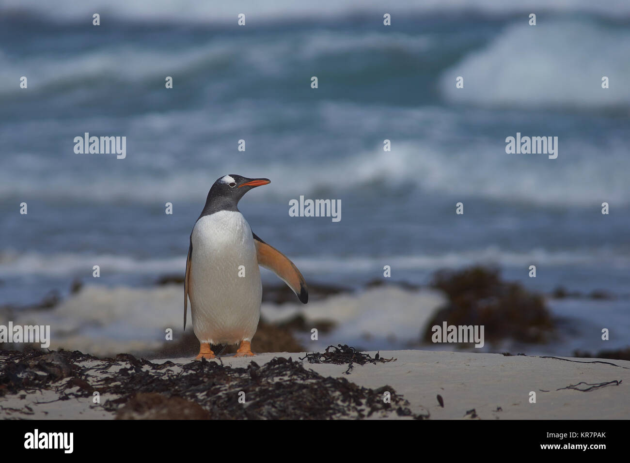 Gentoo pingouin (Pygoscelis papua) à venir à terre au cou sur Saunders Island dans les îles Falkland. Banque D'Images