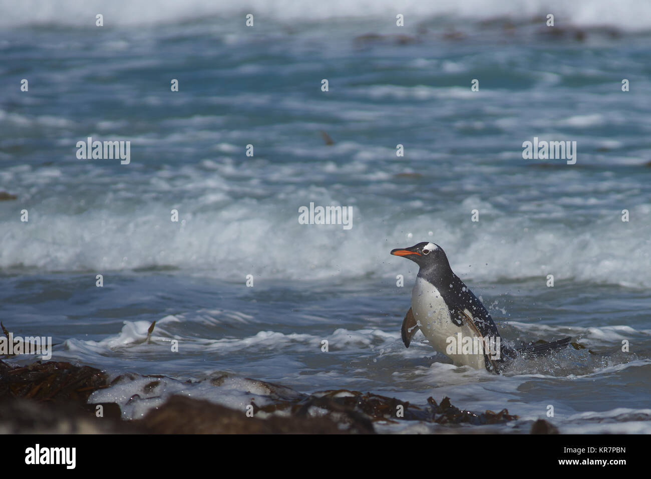 Gentoo pingouin (Pygoscelis papua) à venir à terre au cou sur Saunders Island dans les îles Falkland. Banque D'Images