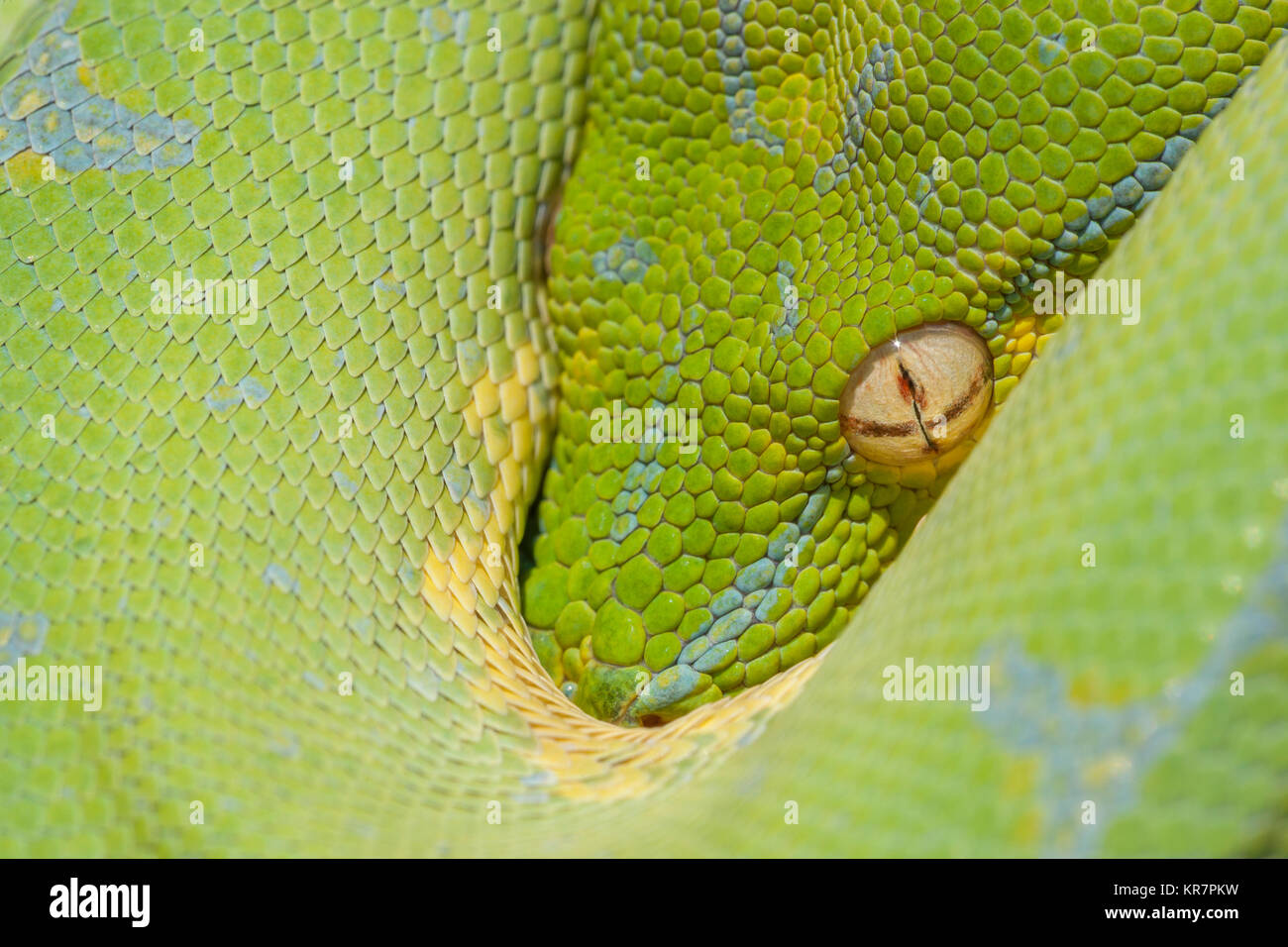 Green Tree Python (Morelia viridis) pendaison sur la branche en attente d'une proie. Semble être une pointe de la protection de ses bobines. Banque D'Images