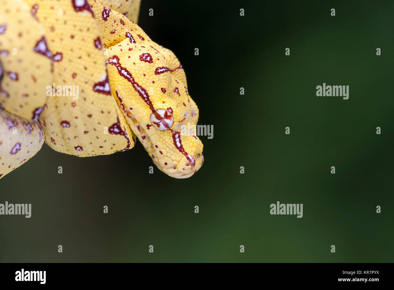 Jeune Arbre Vert Python (Morelia viridis) accroché sur bran en attente d'une proie. Les larves de cette espèce sont souvent de couleur jaune ou marron. Banque D'Images