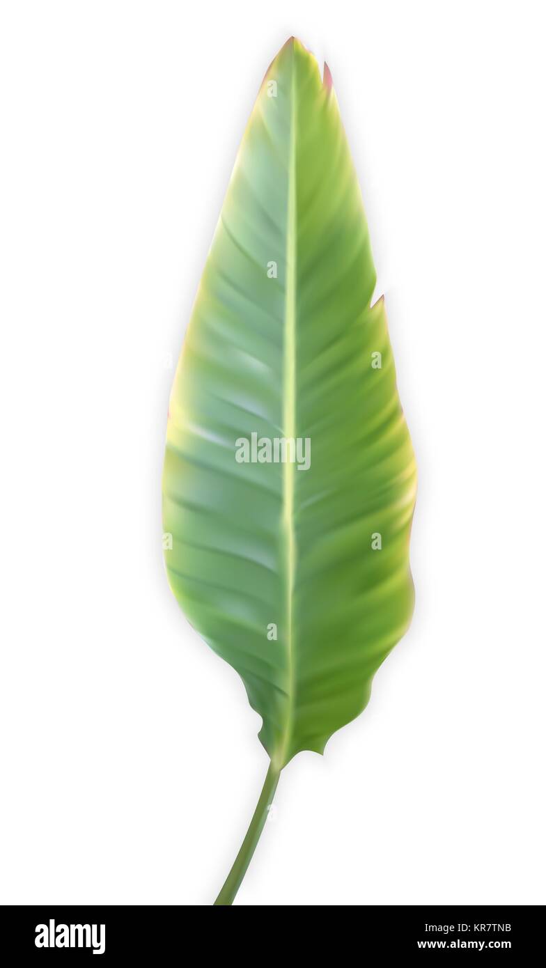 Feuilles colorées de naturaliste banana palm. Vector Illustration. Illustration de Vecteur