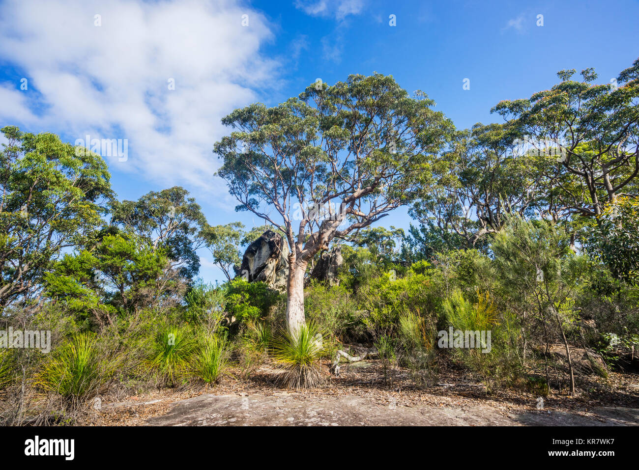 L'Australie, Nouvelle Galles du Sud, Central Coast, Brisbane, Parc National de l'eau de la forêt d'eucalyptus sur la crête au-dessus de Umina Beach Banque D'Images