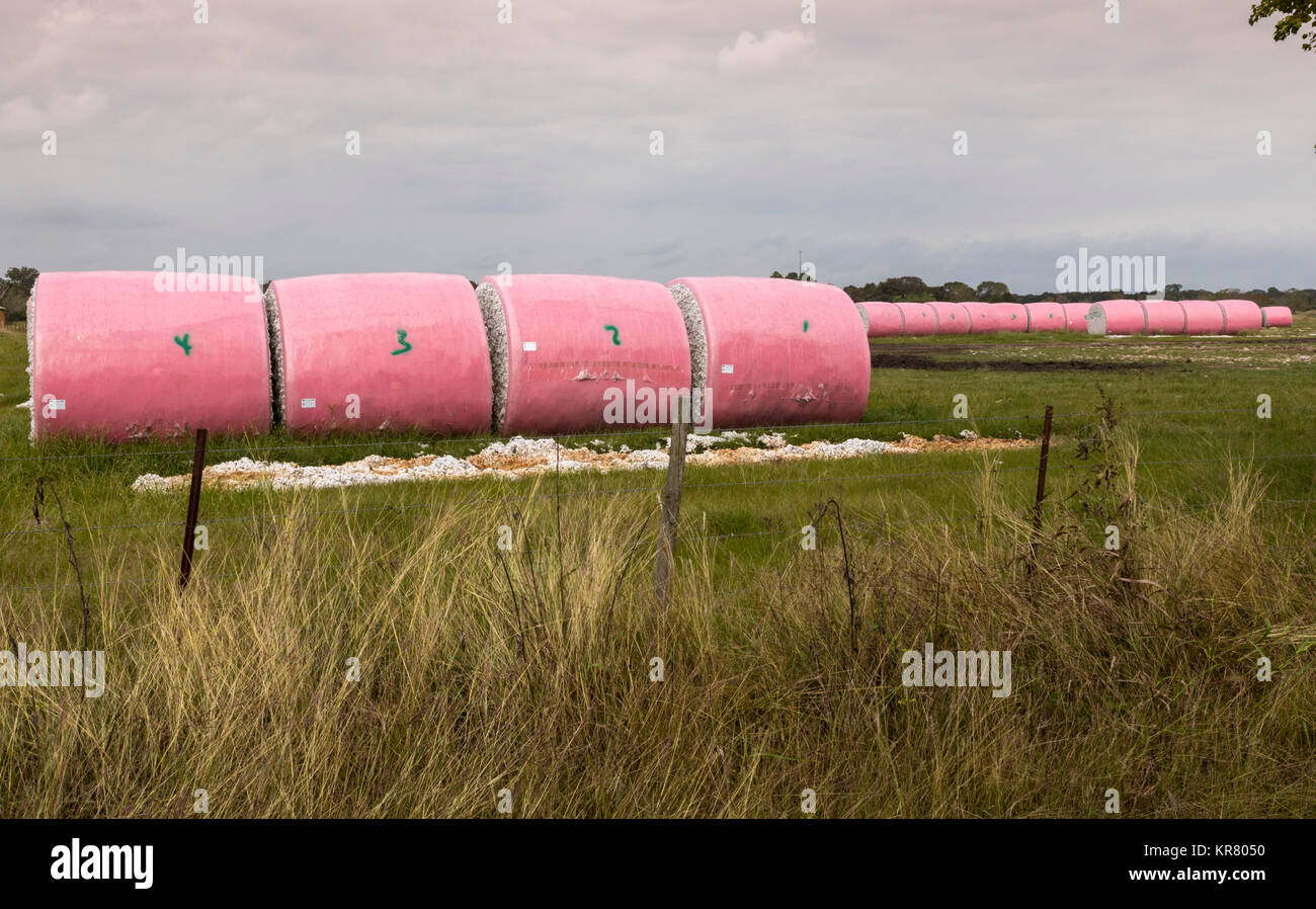 Needville, Texas - balles de coton dans un champ agricole. Banque D'Images