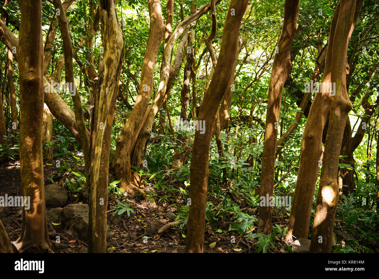 Les arbres à caoutchouc le long de la Pipiwai Trail dans le Parc National de Haleakalā, Maui, Hawaii Banque D'Images