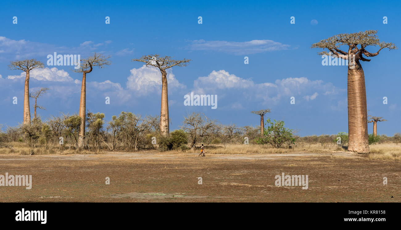 Un homme marche chez les Malgaches baobab géant (Adansonia grandidieri) bordée d'arbres de l'Avenue des Baobabs près de Morondava. Madagascar, l'Afrique. Banque D'Images