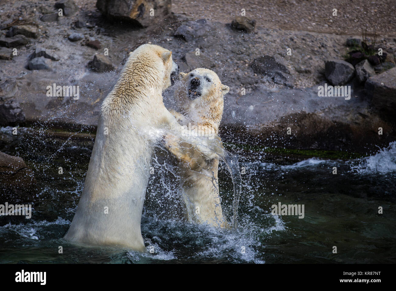 Deux mineurs respectivement 500kg des ours polaires à jouer dans la lutte contre Hanovre zoo aventure Banque D'Images