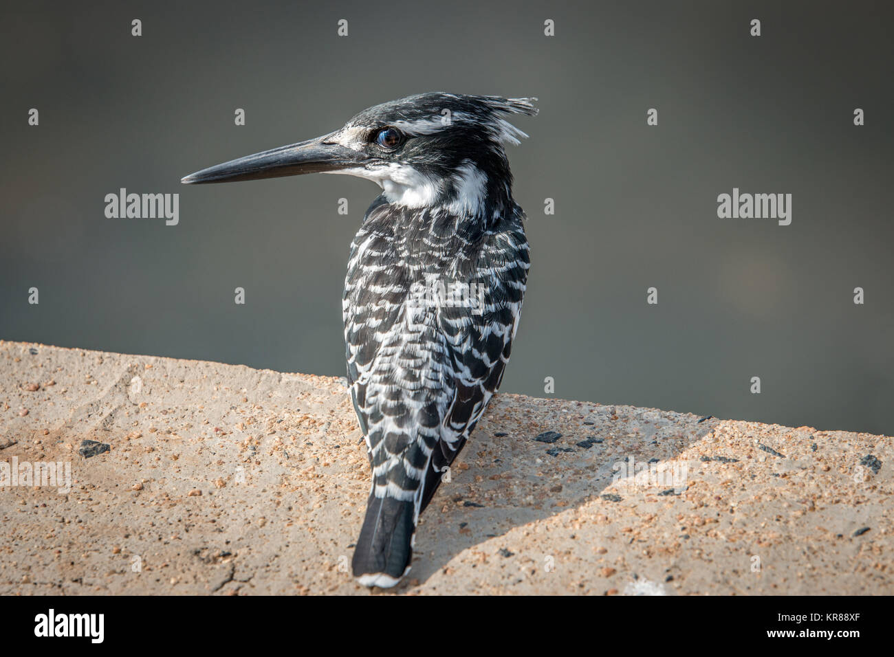 Un pied kingfisher assis sur une brique. Banque D'Images