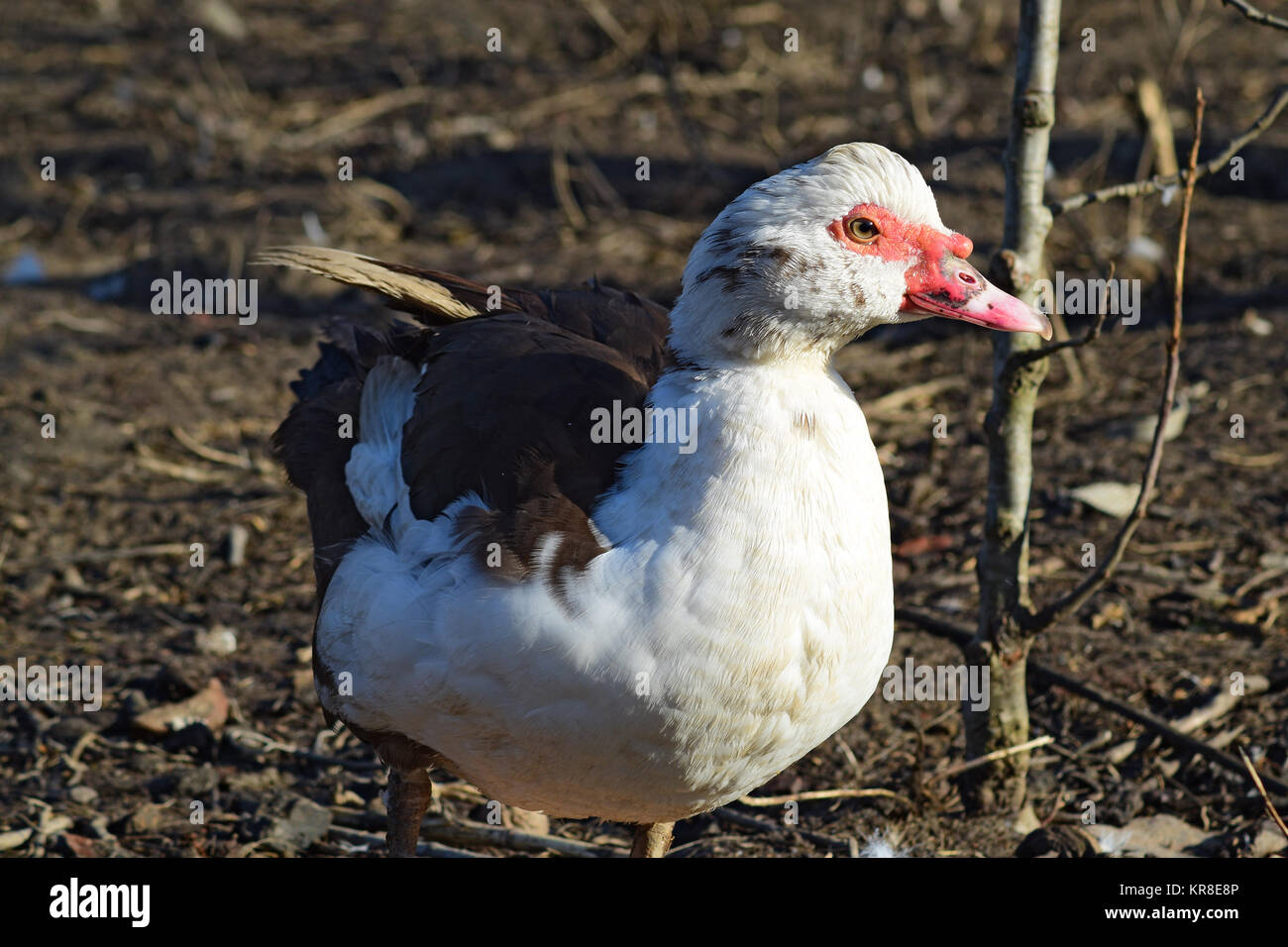 Le canard musqué Banque D'Images