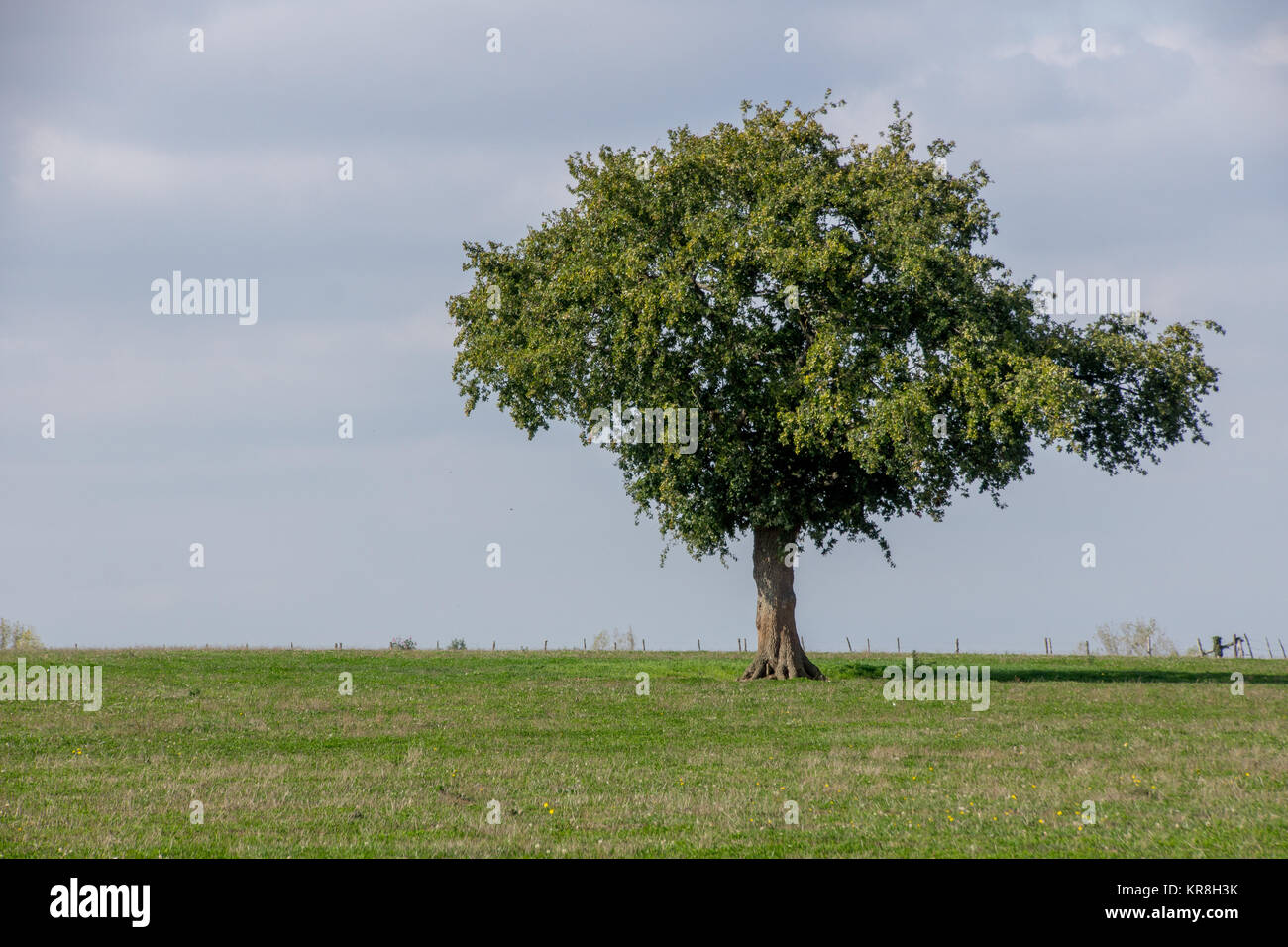 Un arbre solitaire Banque D'Images