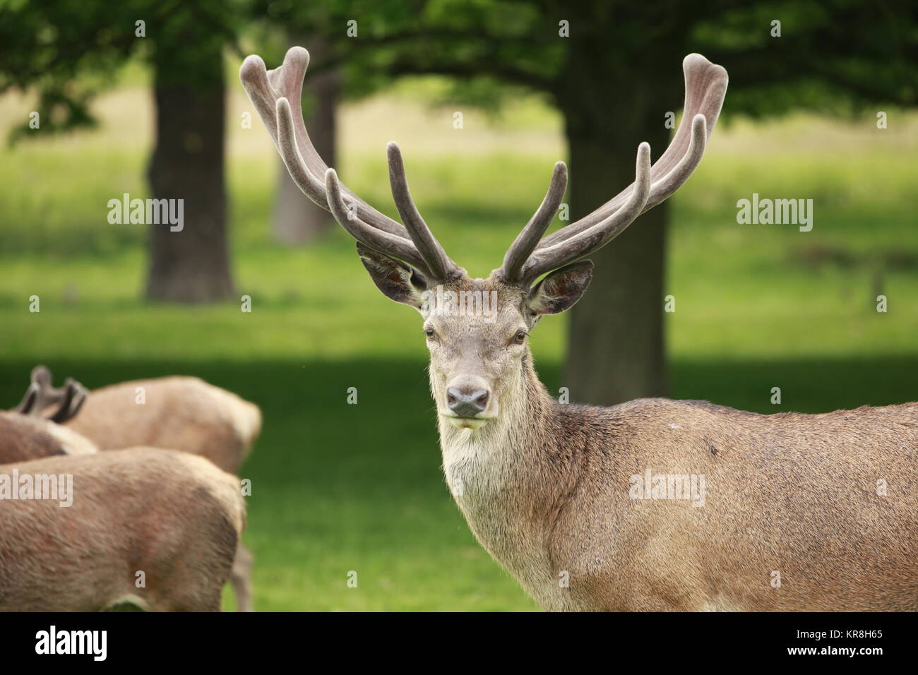 Red Deer stag affichant son panache Banque D'Images