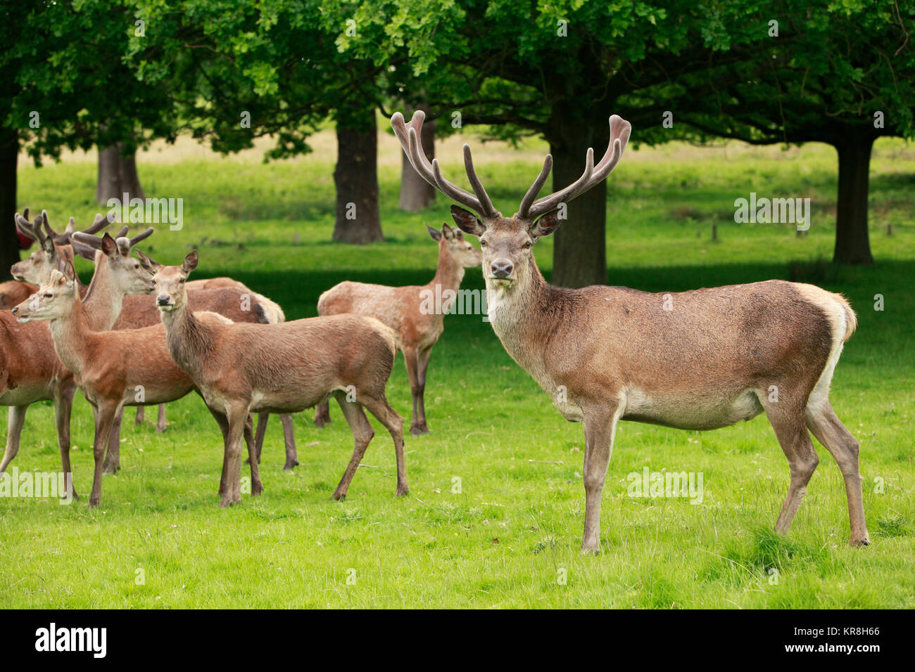 Red Deer stag et un troupeau de pâturage ne dans un parc Banque D'Images