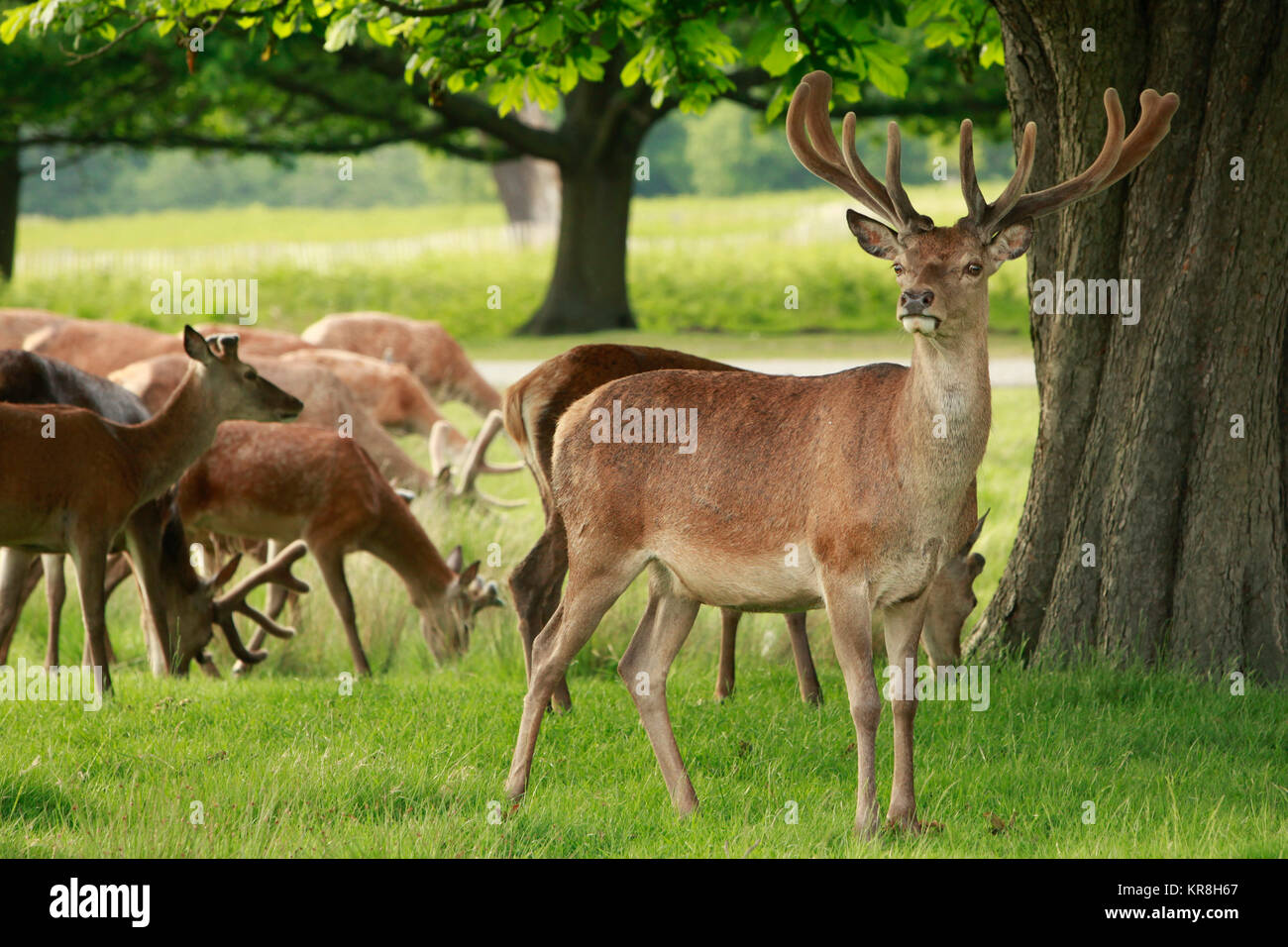 Red Deer stag et un troupeau de n'paissant dans une prairie domaine Banque D'Images
