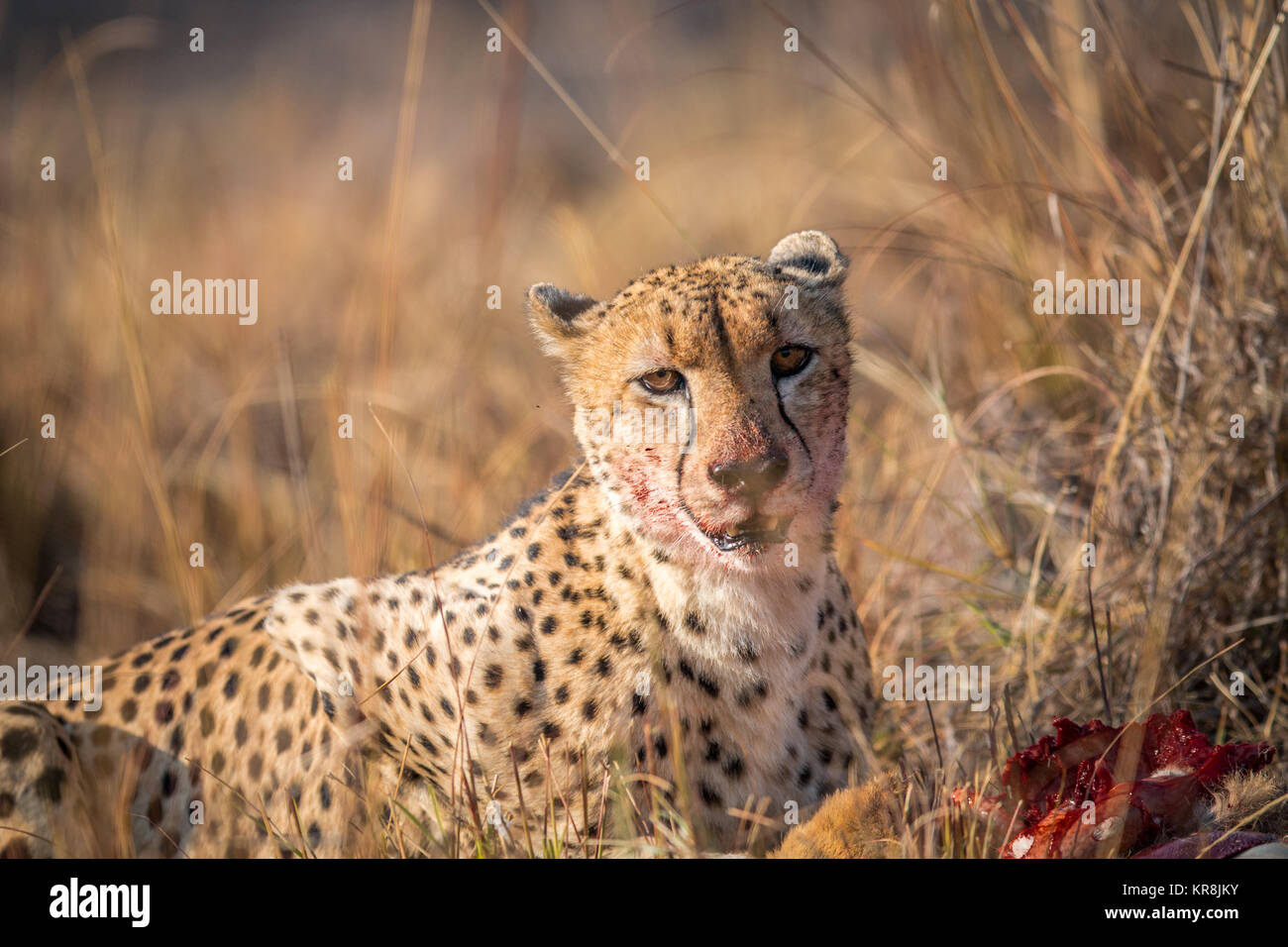 Cheetah eating à partir d'une carcasse Reedbuck dans Kruger. Banque D'Images