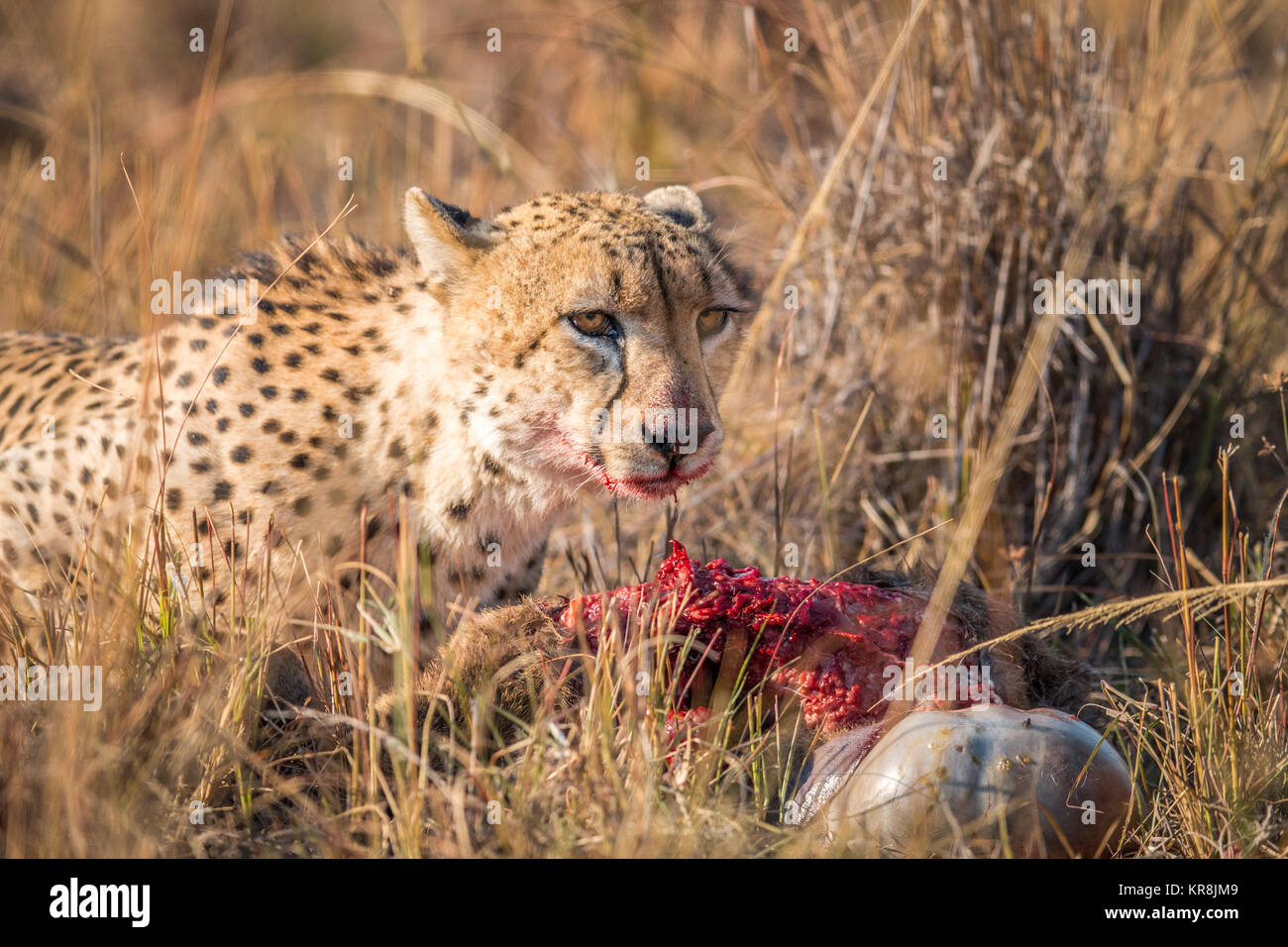 Cheetah eating à partir d'une carcasse Reedbuck dans Kruger. Banque D'Images